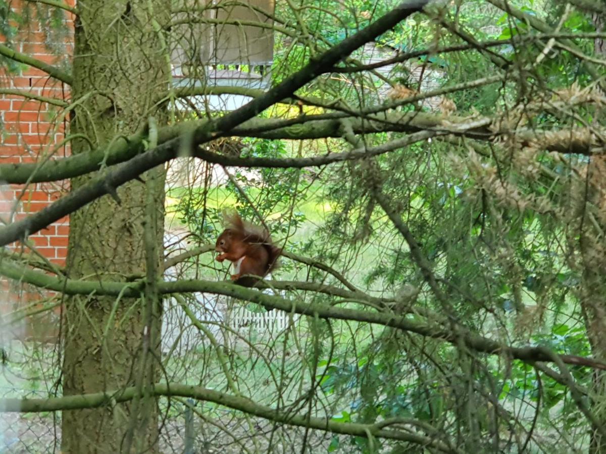 Apartment Bei Hamburg Bis 10 Personen Mit Terasse Und Gartennutzung. Buchholz in der Nordheide Esterno foto